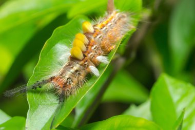Closeup Caterpillar üzerindeki yeşil yaprak.