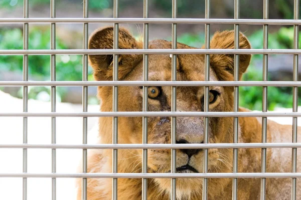 Sparatoria trapano faccia leone in una gabbia . — Foto Stock