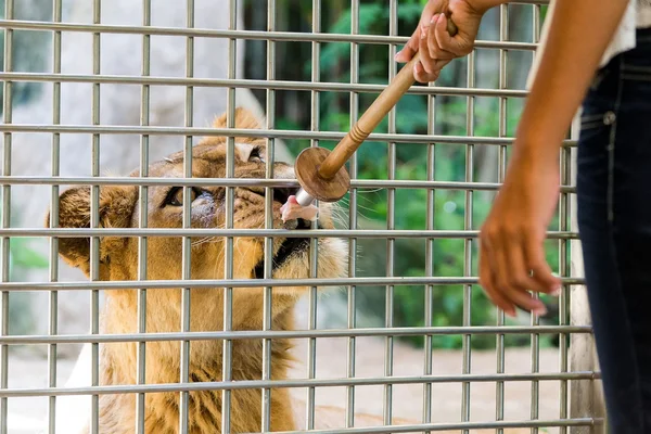 León comiendo comida detrás de jaula —  Fotos de Stock