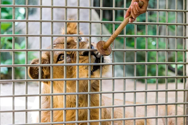 Leone mangiare cibo dietro gabbia — Foto Stock