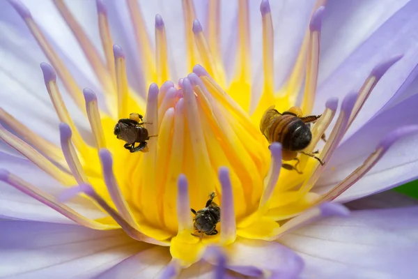 Κοντινό πλάνο μωβ lotus και μέλισσα — Φωτογραφία Αρχείου