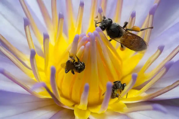 Κοντινό πλάνο μωβ lotus και μέλισσα — Φωτογραφία Αρχείου