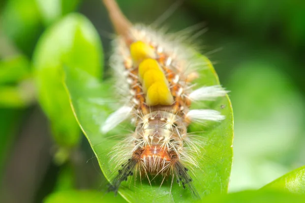 Closeup Caterpillar üzerindeki yeşil yaprak. — Stok fotoğraf