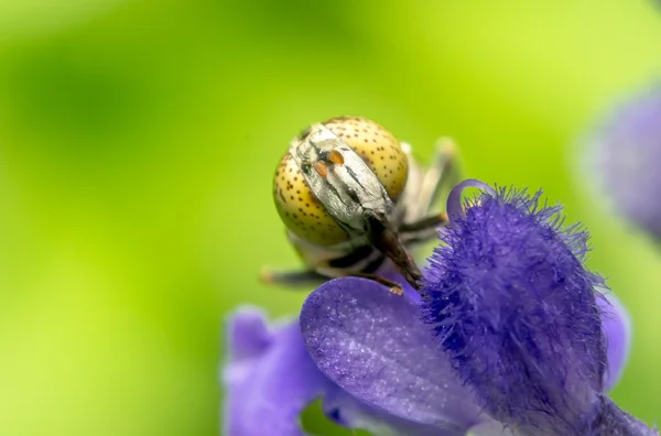 Μύγα διάστικτοι ανοιχτομάτης κηφήνας — Φωτογραφία Αρχείου