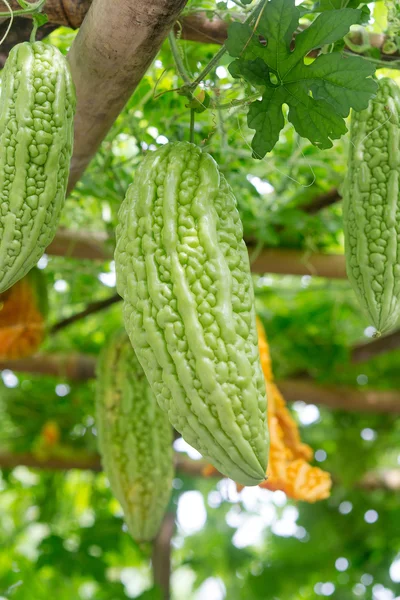 Momordica