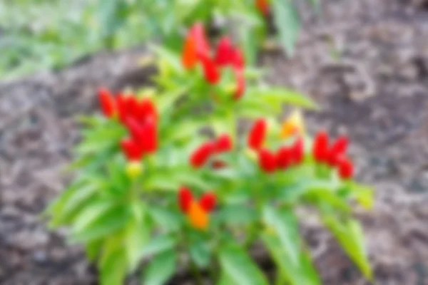 Chili blur background — Stock Photo, Image