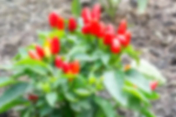 Chili blur background — Stock Photo, Image