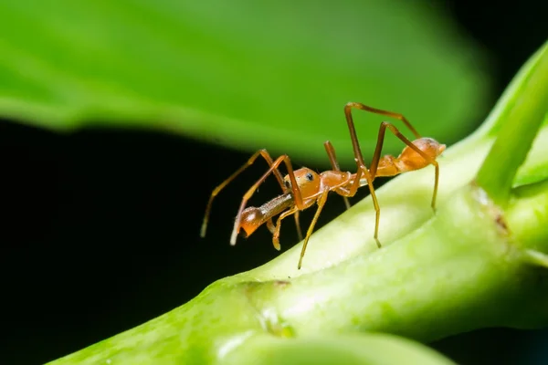 Kerengga formica come ponticello — Foto Stock