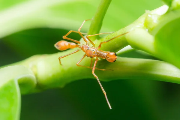 Kerengga formica come ponticello — Foto Stock