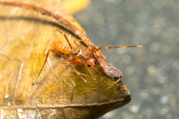 Kerengga mravenec jako skokan — Stock fotografie