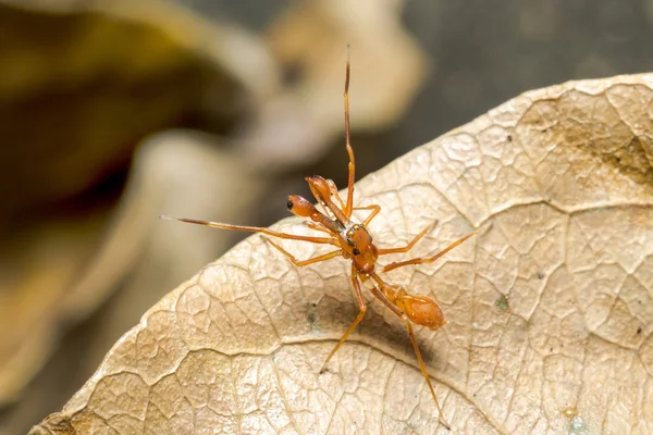 Kerengga mravenec jako skokan — Stock fotografie