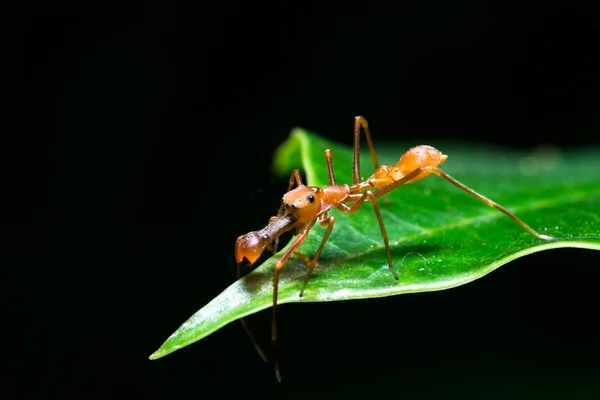 Kerengga ant som bygel — Stockfoto