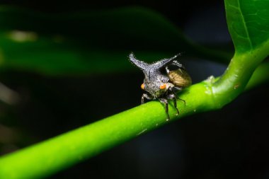 Doğal ormanlarda garip Treehopper