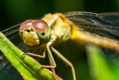 yusufçuk yakın çekim