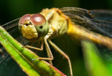 yusufçuk yakın çekim