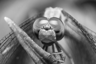 yusufçuk yakın çekim