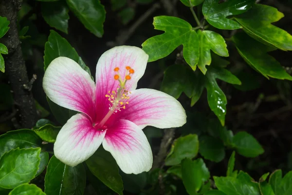 Hibiskus — Stockfoto