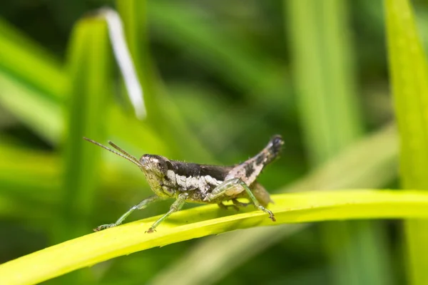 Heuschrecke — Stockfoto