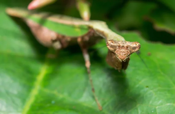 Mantis. — Fotografia de Stock