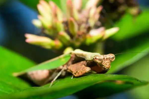 Mantis. — Fotografia de Stock