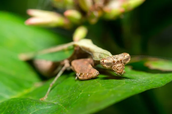 Mantis. — Fotografia de Stock