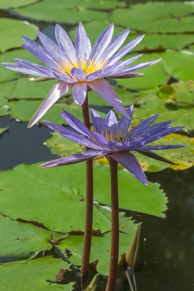 Lotus — Stock Photo, Image