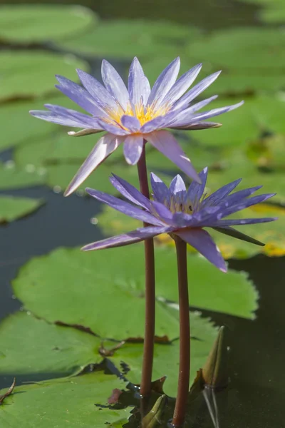 Lotus — Stock Photo, Image