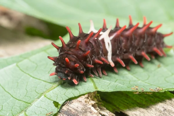 Caterpillar (ortak gül) — Stok fotoğraf