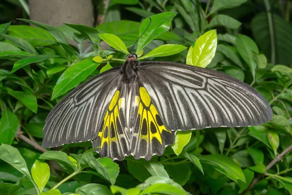 A borboleta — Fotografia de Stock