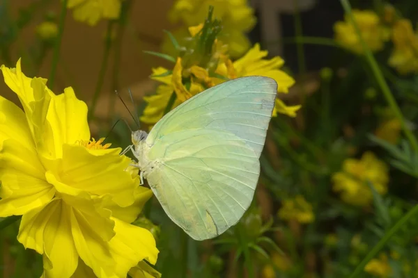 Borboleta (The Lemon Emigrant ) — Fotografia de Stock