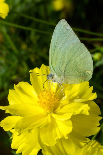 Fjäril (den citron Emigrant) — Stockfoto