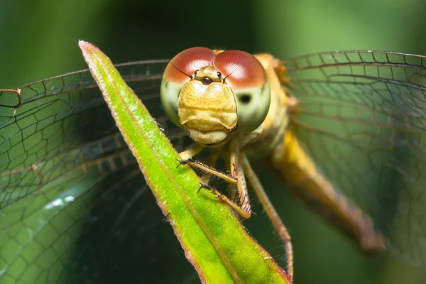 Libélula de perto — Fotografia de Stock