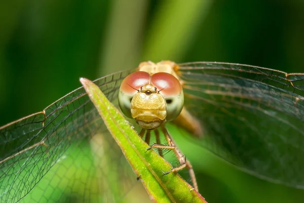 Libelle aus nächster Nähe — Stockfoto