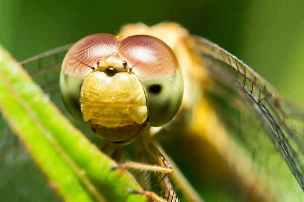 Libelle aus nächster Nähe — Stockfoto