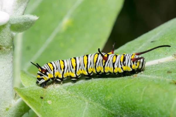 De gewone tijger — Stockfoto