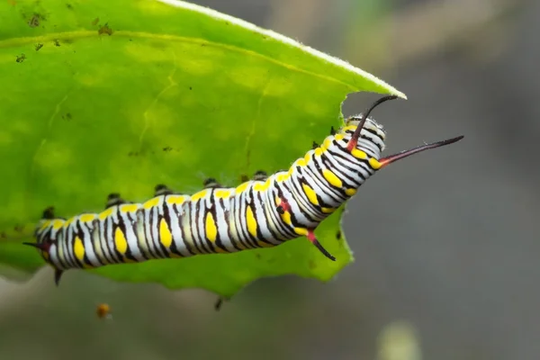 El tigre llano — Foto de Stock