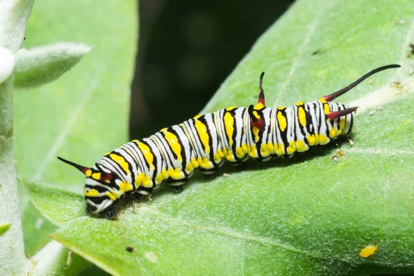 The Plain Tiger — Stock Photo, Image