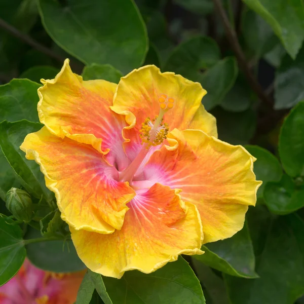 Hibiszkusz — Stock Fotó