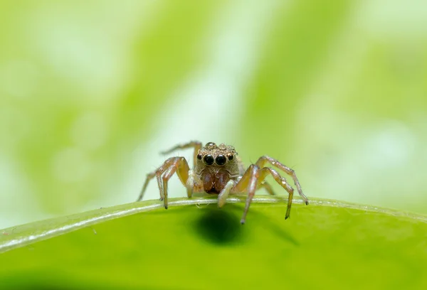 Конкур павуки — стокове фото