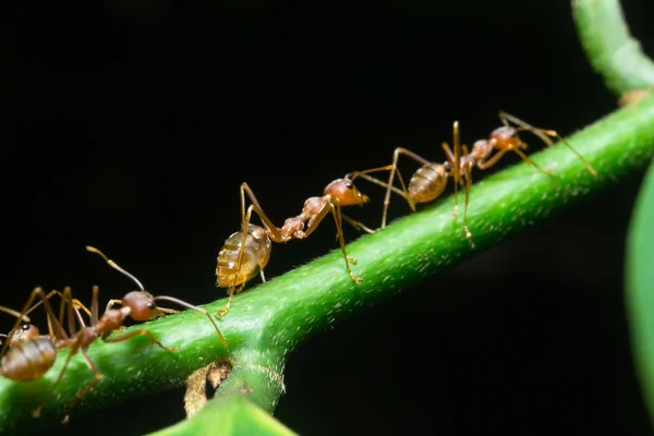 Červený mravenec Stock Snímky