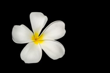 Plumeria