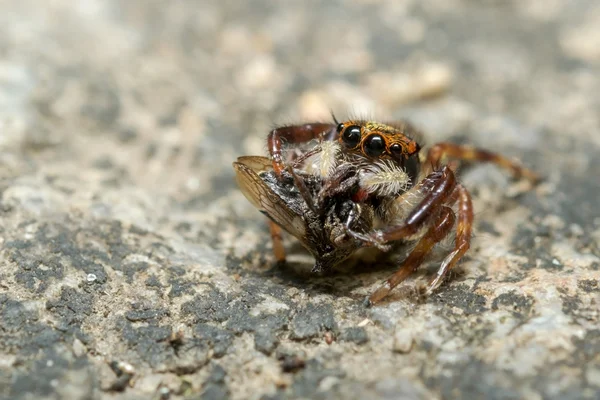 Araña saltarina — Foto de Stock