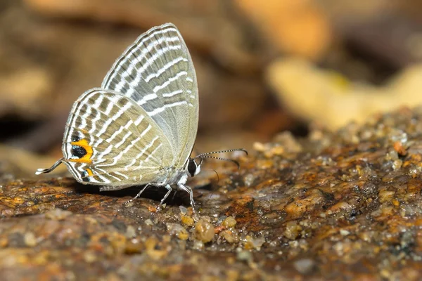 Motyl — Zdjęcie stockowe