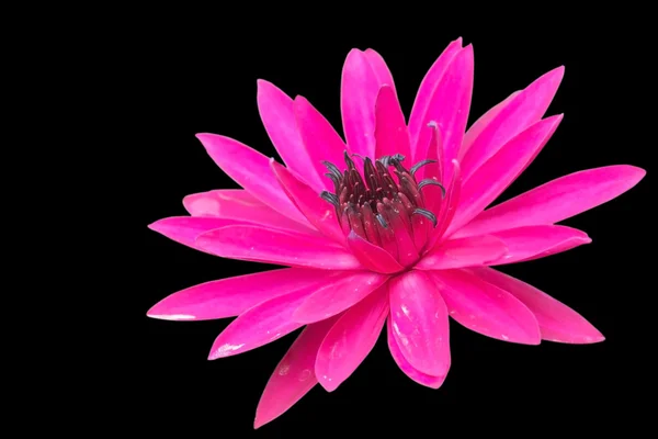 Lotus. — Stock Photo, Image