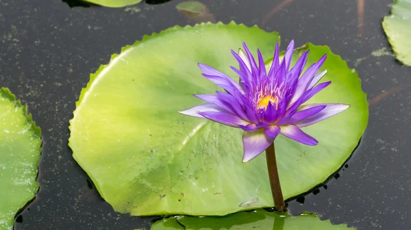 Lotus. — Stock Photo, Image