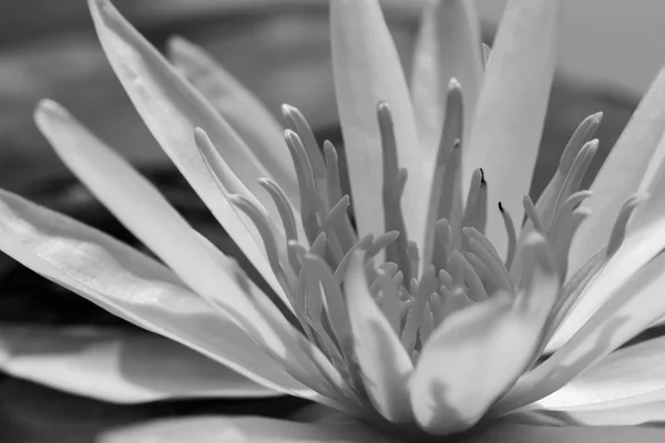 Black and white lotus — Stock Photo, Image