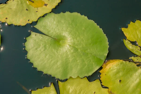 Lotus leaf — ストック写真