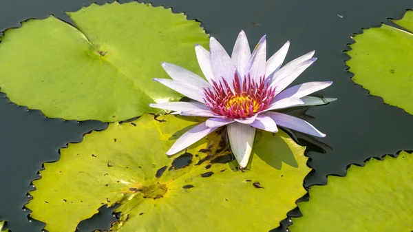 Lotus. — Stock Photo, Image