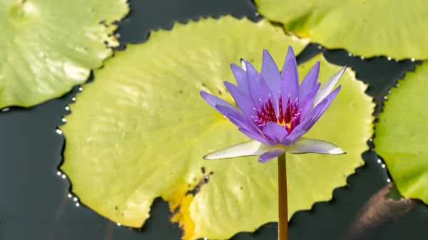 Lotus. — Stock Photo, Image