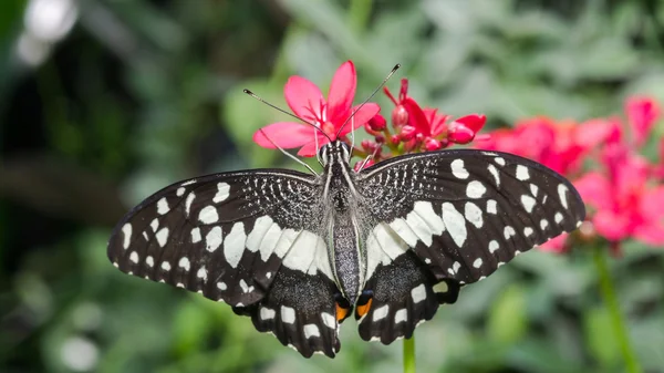 Motyl (wapno motyl) — Zdjęcie stockowe
